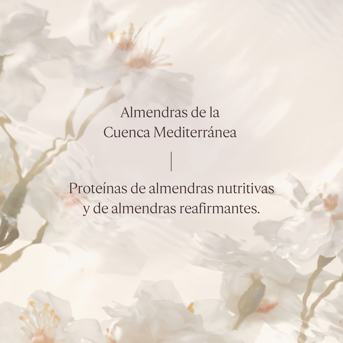 Concentrado de Leche Almendra