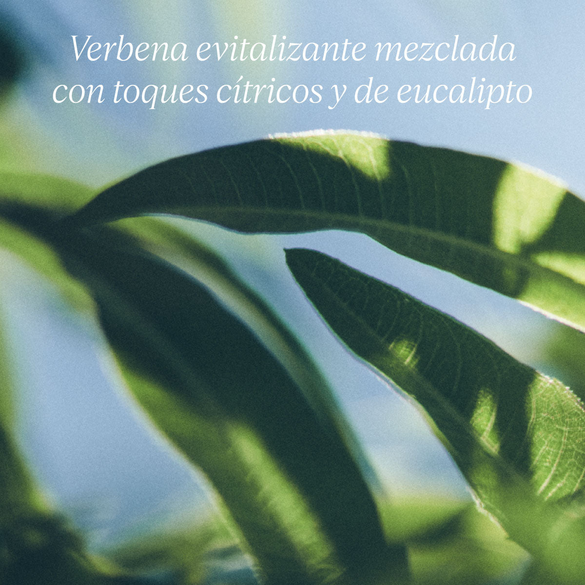 Jabón Líquido de Manos Verveine