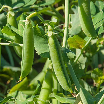 Featured Ingredient - L'Occitane