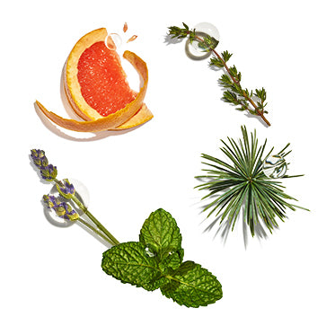 Featured Ingredient - L'Occitane