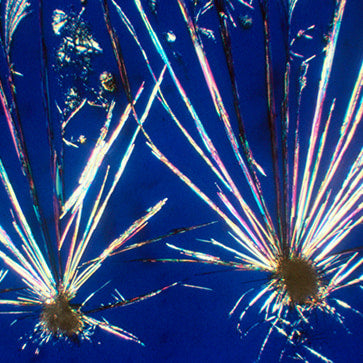 Featured Ingredient - L'Occitane