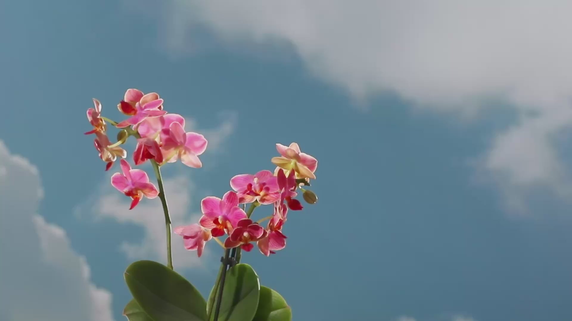 Cargar video: 